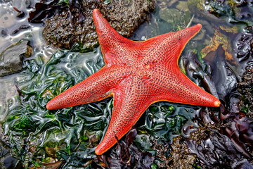 Bright orange starfish in a tide pool.