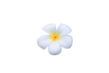 Plumeria.  Spa flower isolated on white background and clipping path ( Common name pocynaceae, Frangipani , Pagoda tree, Temple tree )