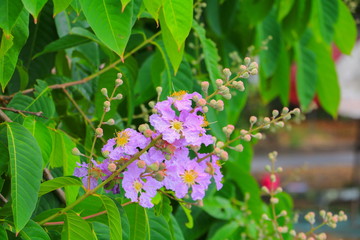 Queen's flower, Lagerstroemia macrocarpa Wall. purple  beautiful on tree