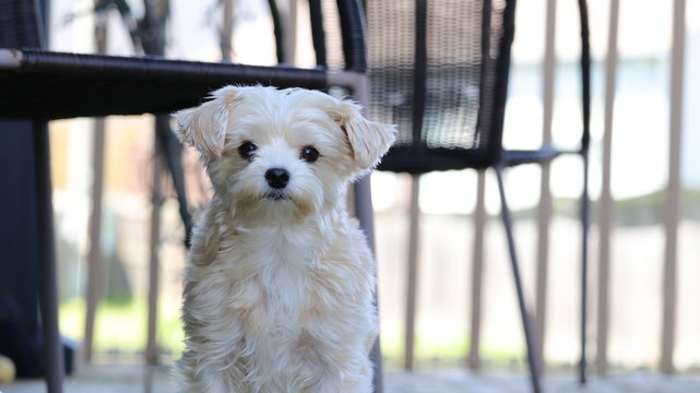 Cute white morkie dog