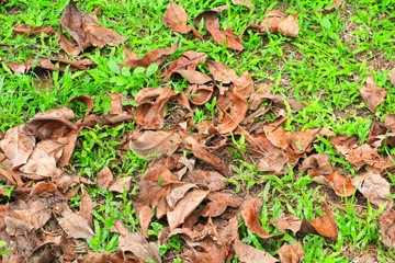 dry leaves on floor grass background