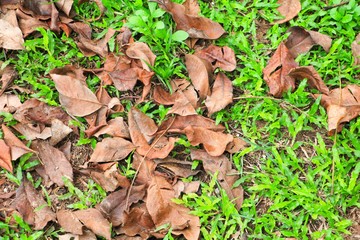 dry leaves on floor grass background
