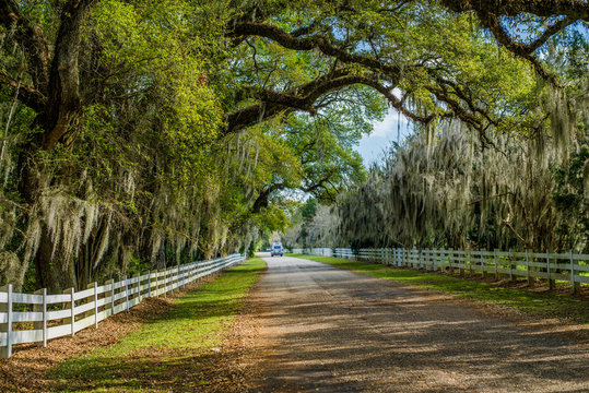 Country Road, Spanish Moss, Louisiana