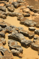 Stromatolites in Hamelin pool in Shark Bay, Western Australia