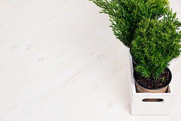 Home soft decor with young green plants in white box on beige wood table.