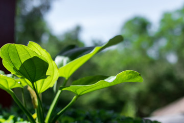 Tropical garden landscape on a luxury villa on Bali island, Indonesia. Beautiful green background.
