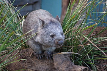 Wombat between grass