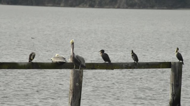 Panning across California Brown Pelicans and Cormorants on the remains of a old pier. A Pelican shows its throat pouch.