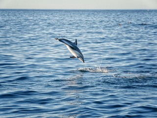 Fototapeta na wymiar dusky dolphin jumping in the open ocean at Kakoura New Zealand