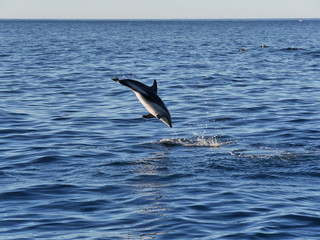 dusky dolphin jumping in the open ocean at Kakoura New Zealand