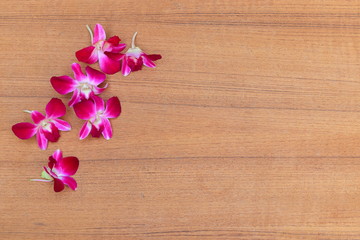purple orchid beautiful on wooden floor board with copy space and text