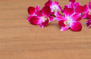 purple orchid beautiful on wooden floor board with copy space and text