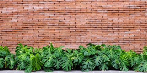 Brick wall and tropical plants texture background, eco design background