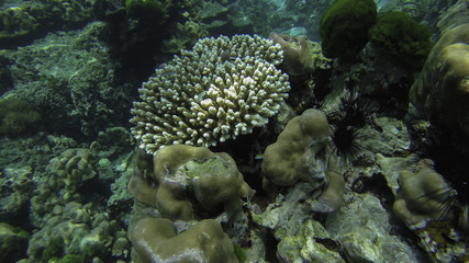 Naklejka na ściany i meble Many fish and coral in Underwater.