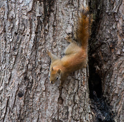 American Red Squirrel on Tree Trunk