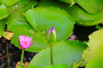 lotus blooming purple or water Lilly  beautiful natural in the garden