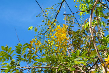 Cassia fistula. Golden Shower Tree in natural beautiful on the blue sky background
