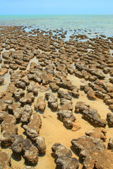 Fototapeta na wymiar Stromatolites in Hamelin pool in Shark Bay, Western Australia