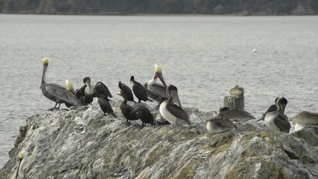 California Brown Pelicans, Cormorants, and seagulls on a rocky surface, water in the background. The birds grooming, plucking at their feathers, preening. A couple birds stretch out their wings.