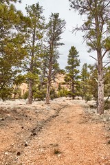 Fototapeta premium Incredibly beautiful landscape in Bryce Canyon National Park, Utah, USA.