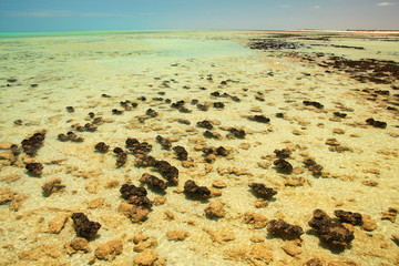 Stromatolites in Hamelin pool in Shark Bay, Western Australia
