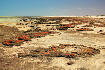 Hamelin pool in Shark Bay, Western Australia