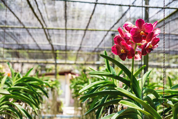 Fototapeta na wymiar Close-up beautiful Orchid flowers in cultivate farm in tropical country