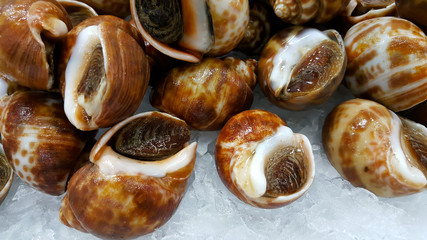 Closeup babylonia areolata on the market