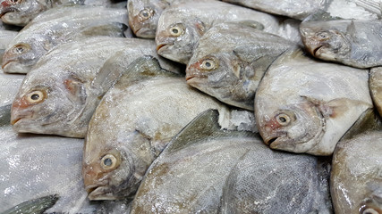 Pomfrets were arranged on ices in a market