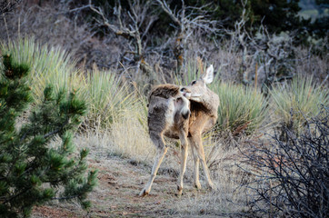 Deer grooming itself in wilderness