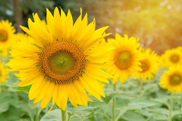 Obraz premium beautiful of Sunflower blooming in Sunflowers garden