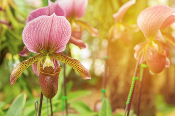 colorful of lady's slipper orchid in Beautiful garden (Paphiopedilum Callosum)