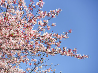 sakura flower or cherry blossom