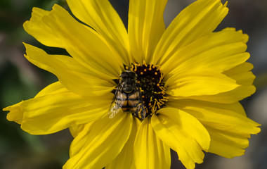 Bee on yellow daisy
