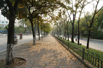 Peaceful and colorful lined trees path in the changing time of season in Hanoi, Vietnam, Asia