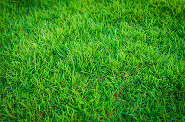 green lawn for background