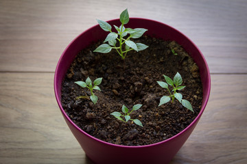 Tree peppers in a pot