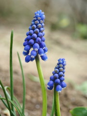 Close up view of flower head outdoors
