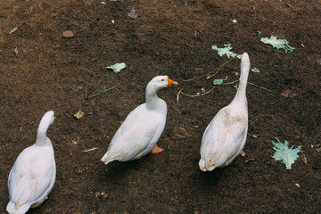 Obraz premium white ducks in line and looking at camera