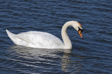Obraz premium Mute Swan