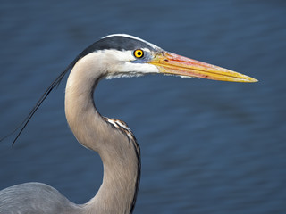 Great Blue Heron Close up