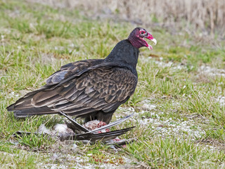 Turkey Vulture having a Meal