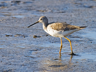 Greater Yellowlegs