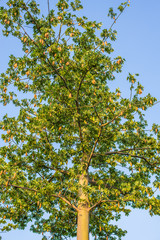 Fototapeta premium kapok on tree with blue sky background.