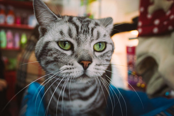 close-up of a beautiful and angry black and white colors cat in a pet shop looking at camera