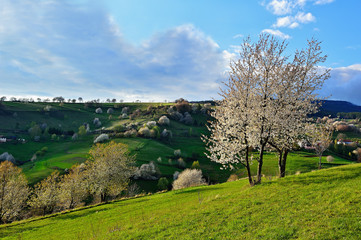 Spring landscape in Slovakia. Rural countryside in Polana region. Fields and meadows with blooming cherries