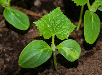 The first leaves of cucumber seeds