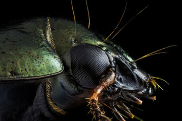 Extreme macro - Profile portrait of a green beetle photographed through a microscope at x10...