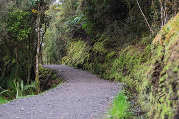 Fototapeta premium road into forest