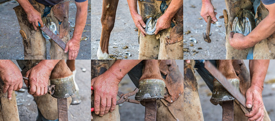 podkuwanie konia © Janusz Lipiński